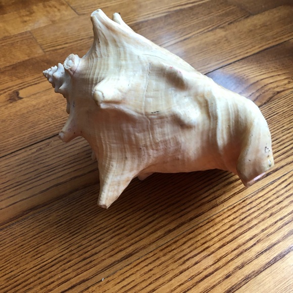 Large Pink-Interior Conch Shell - Picture 4 of 7